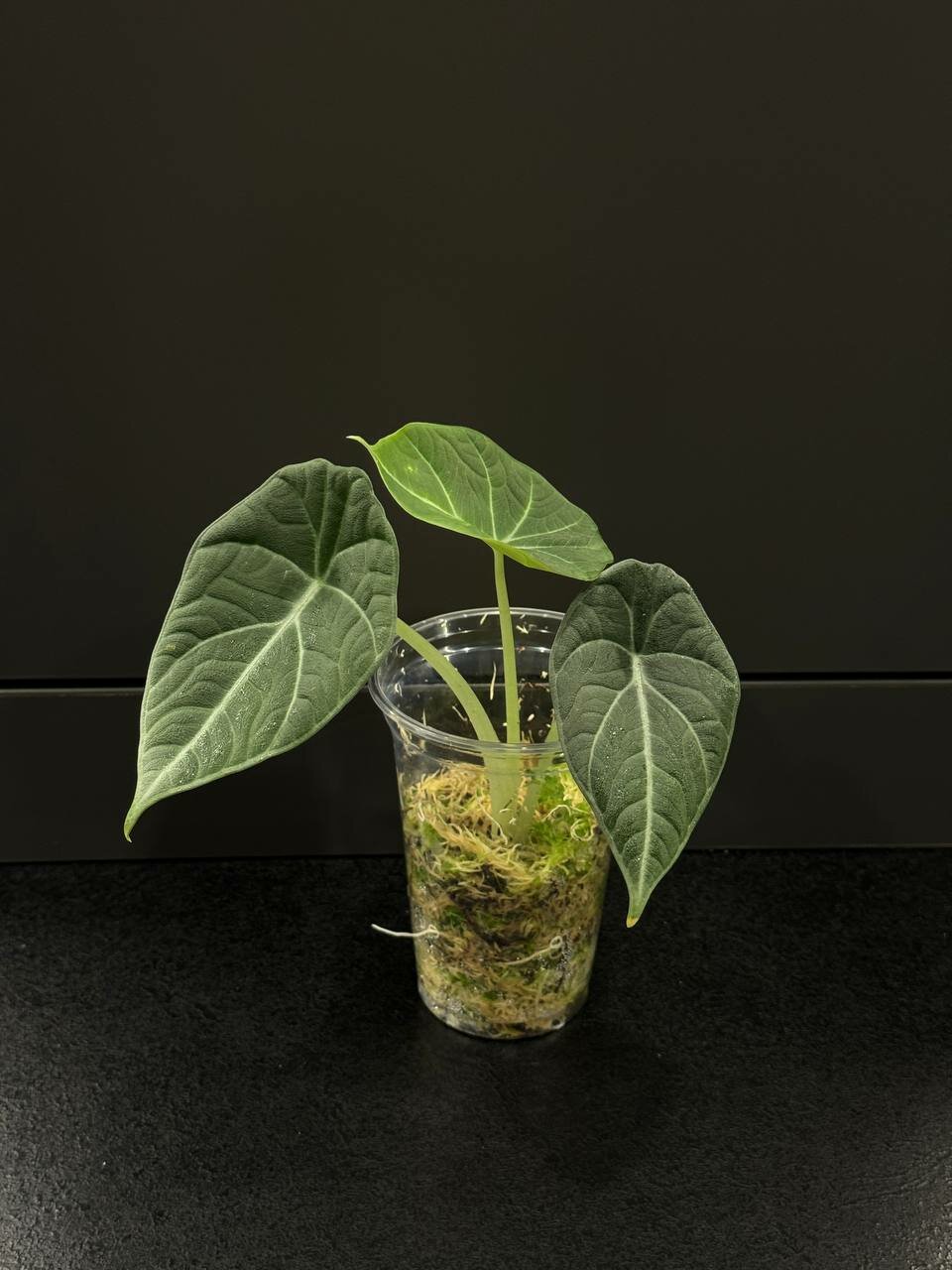 Алоказия Махарани детка 1 шт Alocasia Maharani Серый дракон Grey dragon