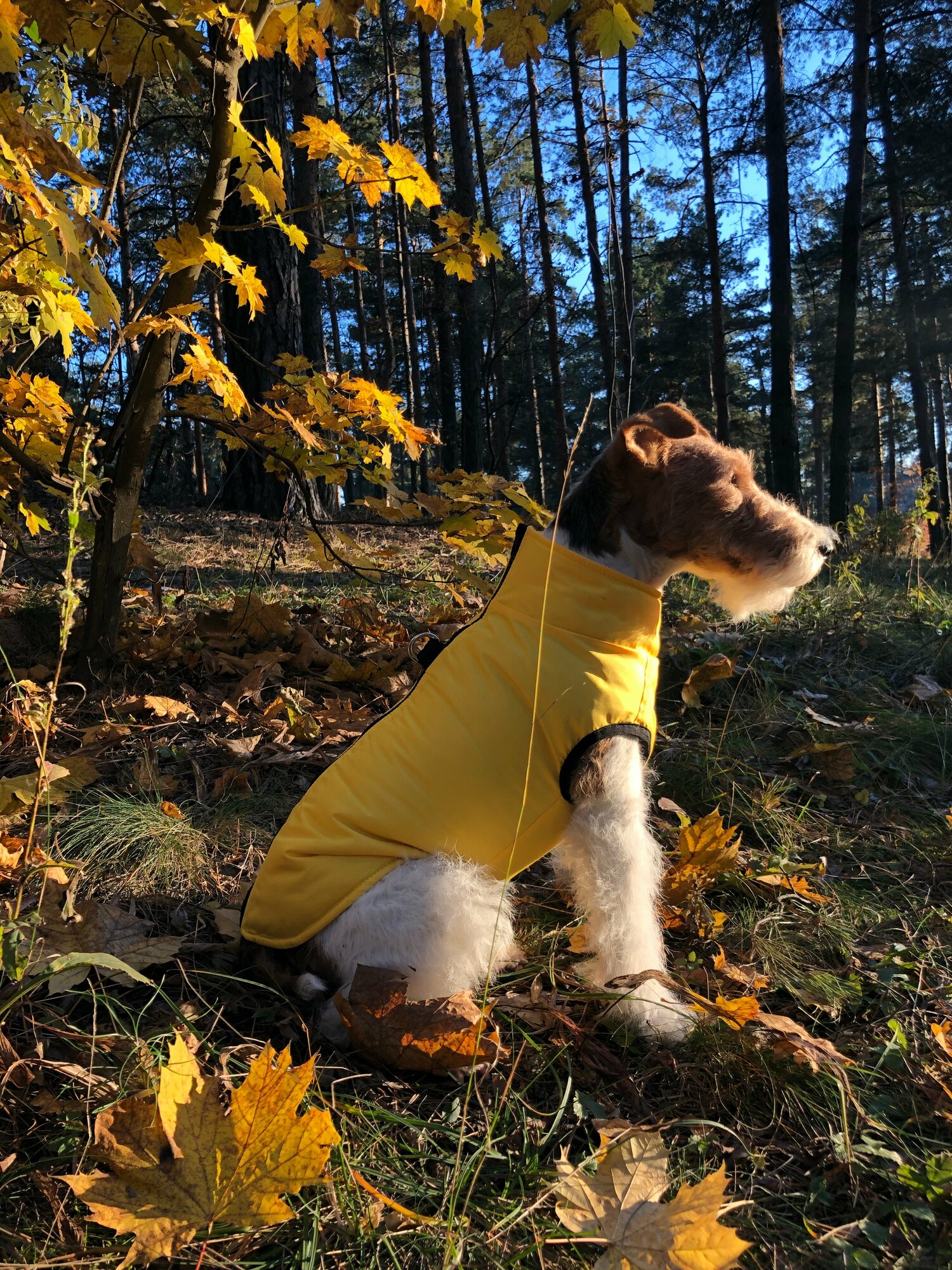 Жилет для собак зимний на молнии, желтый, размер М - фотография № 8