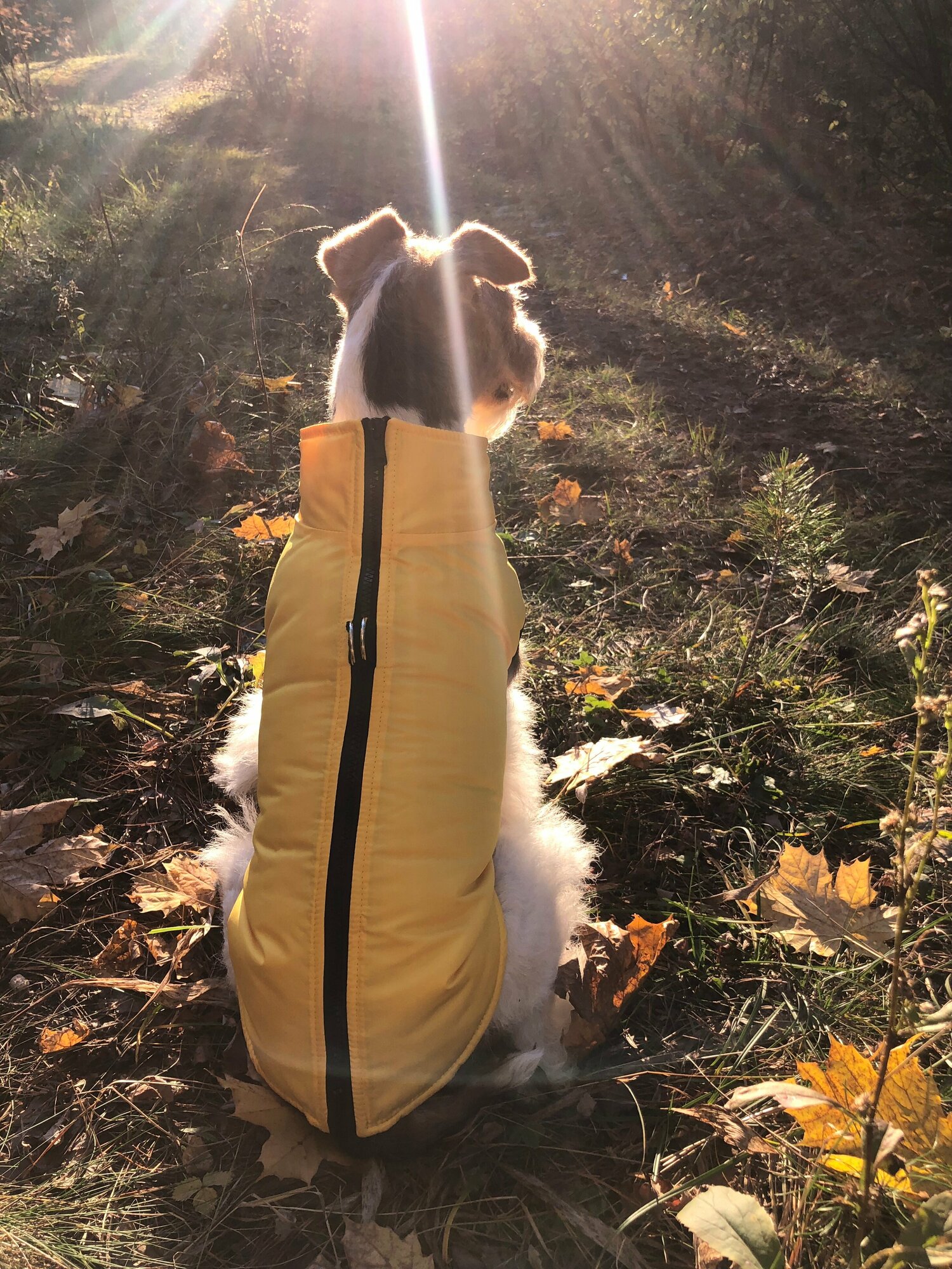 Жилет для собак зимний на молнии, желтый, размер М - фотография № 3