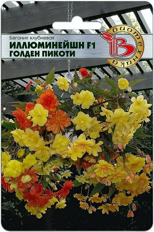 Бегония клубневая ампельная "Иллюминейшн Голден пикоти" F1 (8 шт.)