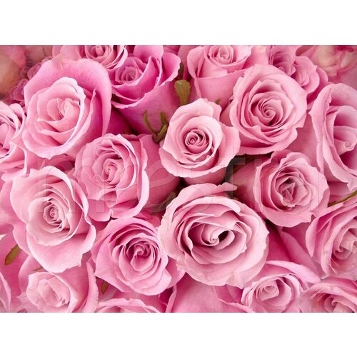Фотообои 3d нежные розовые розы 275x367 (ВхШ), бесшовные, флизелиновые, MasterFresok арт 3-159