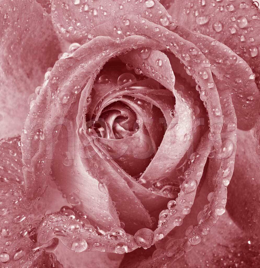 Фотообои Бутон розы с каплями росы 275x268 (ВхШ), бесшовные, флизелиновые, MasterFresok арт 10-267