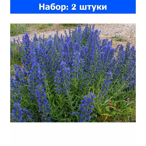 Синяк 0,5кг 2/20 - 2 пачки семян синяк обыкновенный лат echium vulgare семена150шт