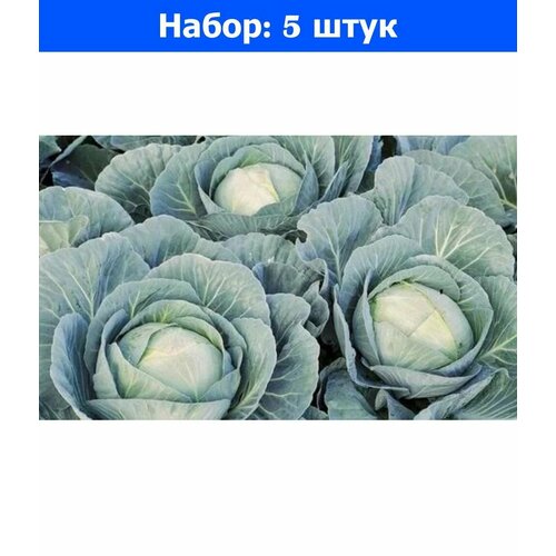 Капуста б/к Агрессор F1 20шт Ср (Поиск) - 5 пачек семян