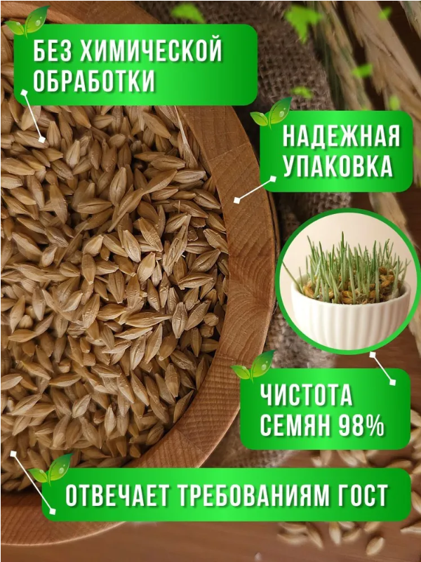 Ячмень для проращивания 1 кг. Эко продукт Краснодарского края - фотография № 2