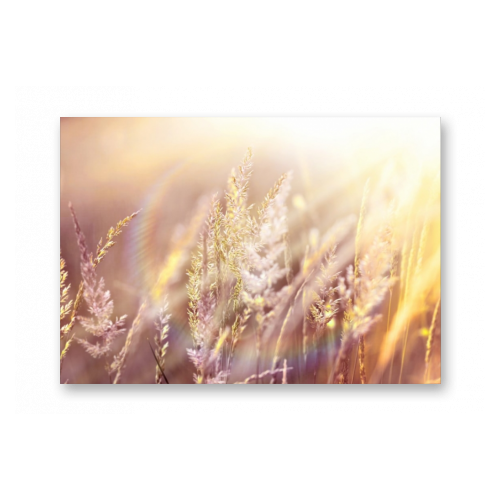 Картина на холсте | Diva Kartina | Природа. Медовые травы | 60X42 см | Интерьерный постер