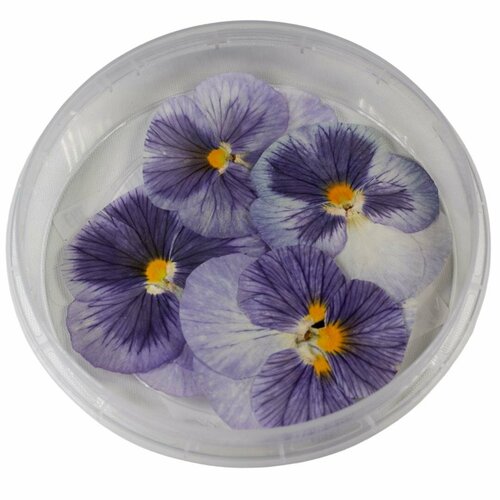 Виола обезвоженная Ледяная сказка ночь плоская 5 шт 344₽