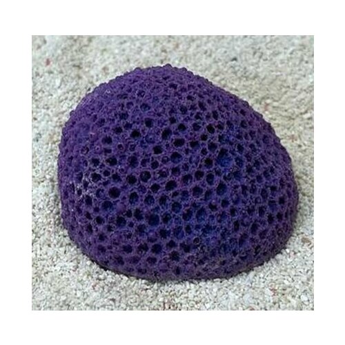 Grotaqua Цветной коралл фиолетовый Мозговик малый, 5,5*4,5*3,5 см