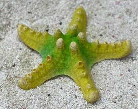 Grotaqua Цветной коралл желтый Звезда малая, 8*8*2 см