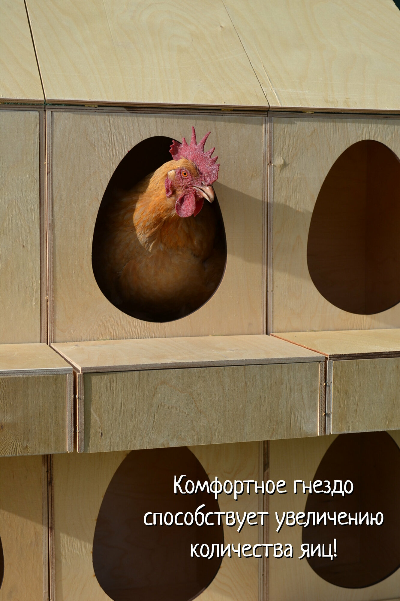 Гнездо для кур-несушек с яйцесборником с наклонной крышей - фотография № 7