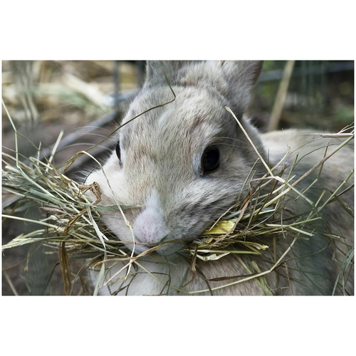 Сено луговое сеяное для грызунов и других животных