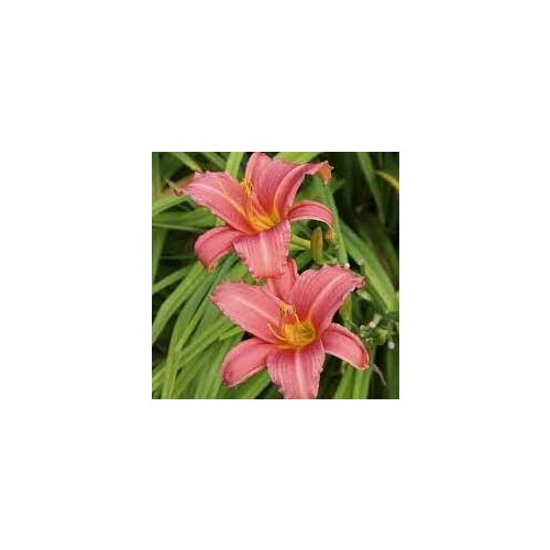 Лилейник гибридный Pink Damask, Саженцы, С1 (1 литр), ЗКС - Цветы многолетние
