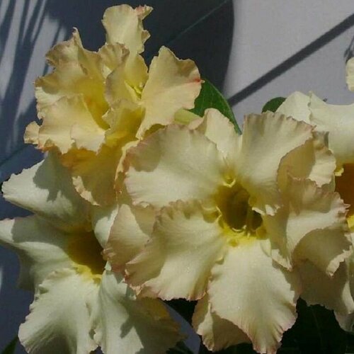 Адениум, Adenium Obesum Desert Rose EVERLASTING YELLOW, семена, цветы