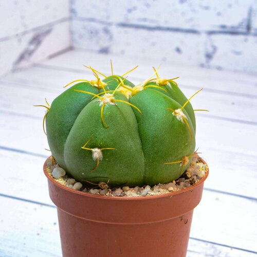 Кактус Gymnocalycium Horstii (Гимнокалициум) Диаметр горшка 5.5 см. Субстрат Succuterra Classic и фирменный горшочек в комплекте.