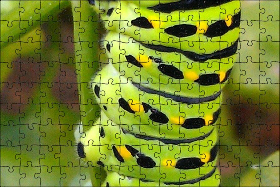 Магнитный пазл "Гусеница махаона, зеленая гусеница, гусеница" на холодильник 27 x 18 см.