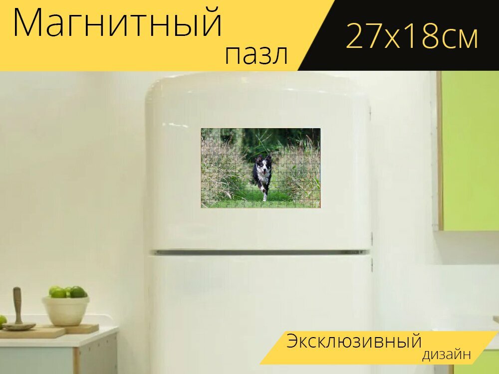 Магнитный пазл "Бордерколли, бегущая собака, вызов" на холодильник 27 x 18 см.