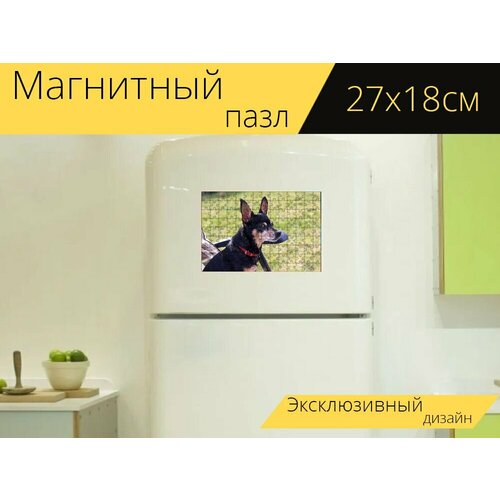 Магнитный пазл Карликовый пинчер, ратлерек, домашняя собака на холодильник 27 x 18 см. магнитный пазл собака пинчер лапы на холодильник 27 x 18 см