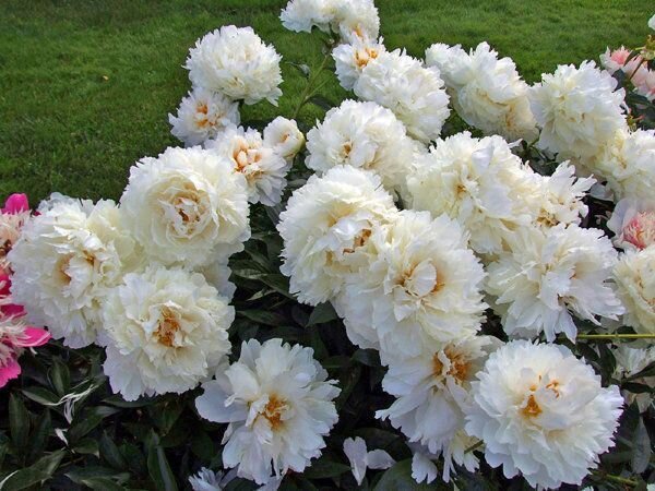 Пион Bowl of Cream 1 шт.