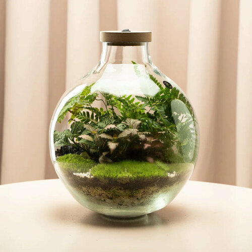 Большой флорариум с папоротником, живым мхом и беспроводной подсветкой от Neopure/стекло/25 на 34 см