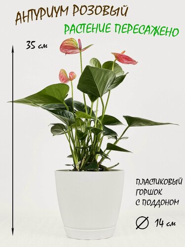 Изображение товара Антуриум розовый в белом пластиковом горшке с поддоном, высота 30-35см