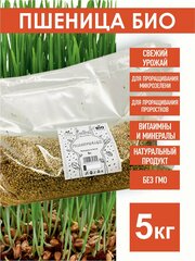 Пшеница Семена БИО для проращивания, 5 кг.