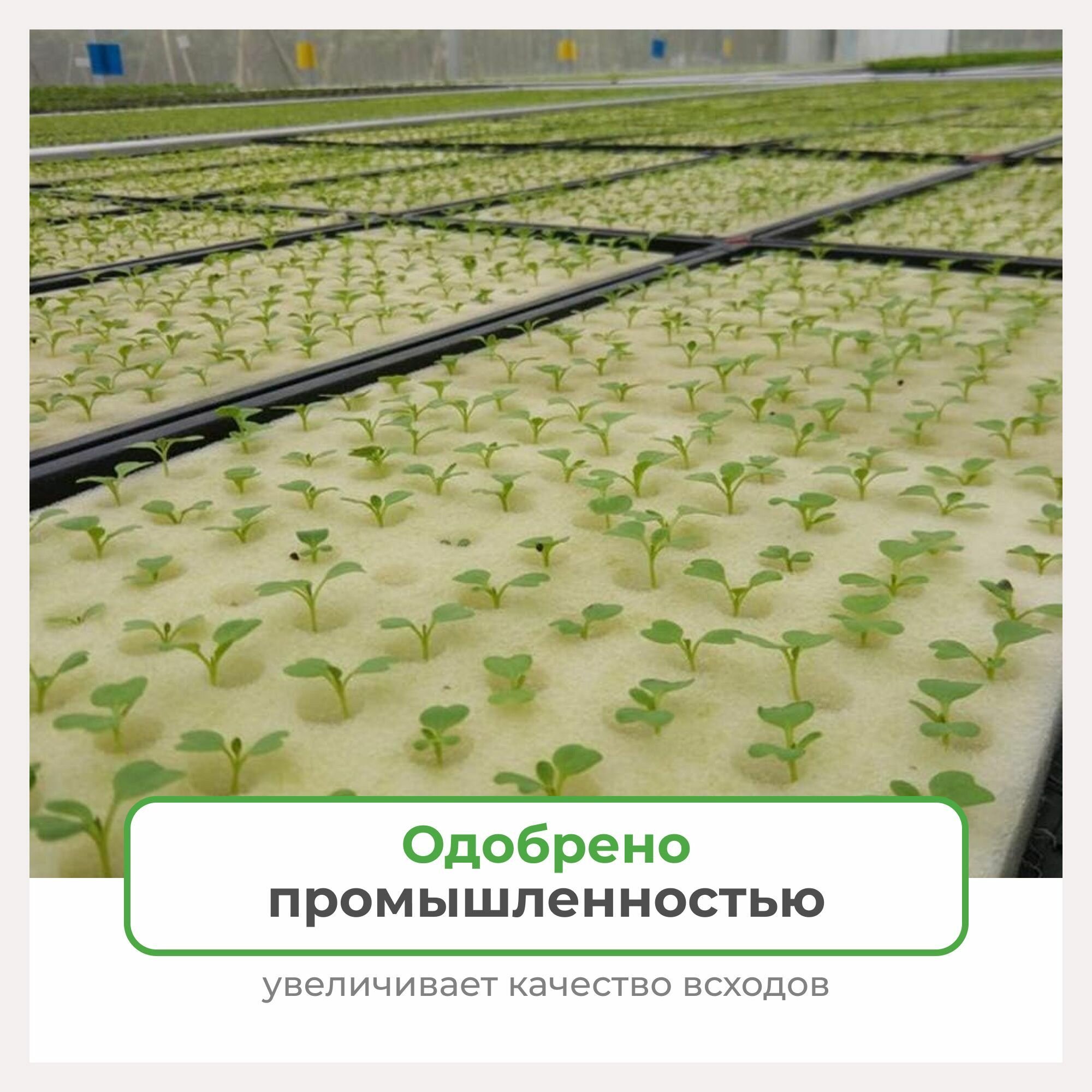 Губка для проращивания семян, 1 штука, белая, 100 ячеек, 25х25х2,5 см - фотография № 7