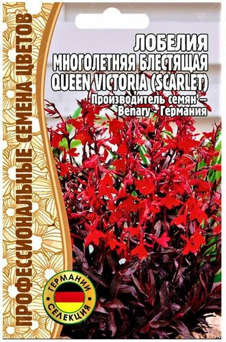 Семена Лобелия многолетняя Queen Victoria scarlet 5др Редкие семена ...