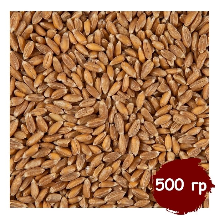 Пшеница для проращивания (кубанская) витграсс здоровое питание Вегетарианский продукт Vegan 500 гр