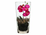 Искусственная орхидея фаленопсис в конической вазе, тёмно-розовый, 30 см, Edelman, Mica 1044684