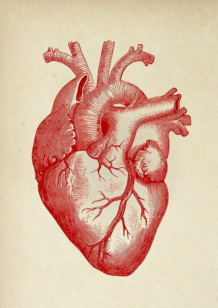 Плакат, постер на бумаге анатомия человека. Сердце. Размер 30 х 42 см