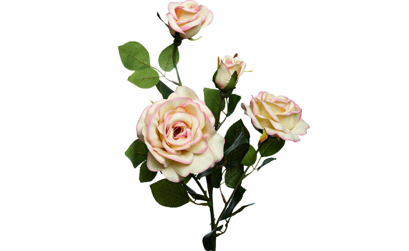 Роза чайная Garda Decor