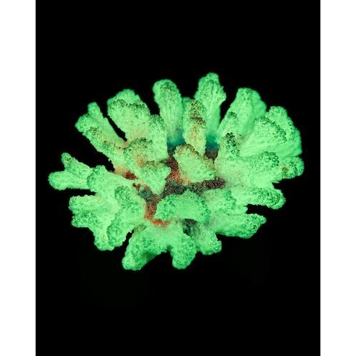 Grotaqua Кс-1520 Коралл броколи (фиолетовый) , 14*13*7 см