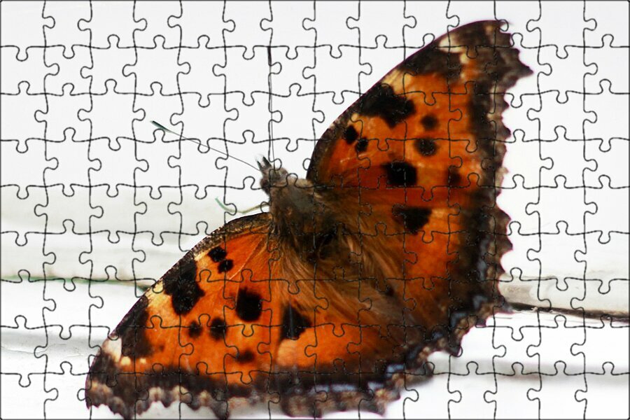 Магнитный пазл "Бабочка, крылья, бабочки" на холодильник 27 x 18 см.