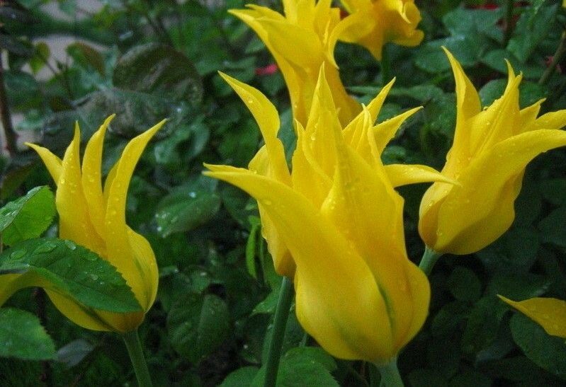 Тюльпан зеленоцветный Дансинг Шоу 8 шт.