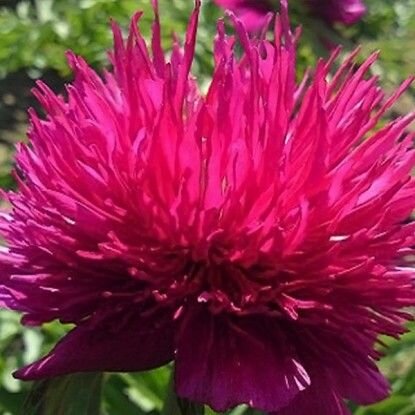 Пион Ред Спайдер 1 шт