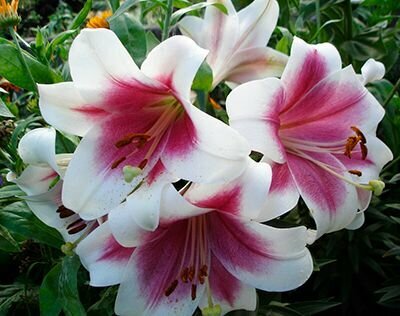 Лилия Триумфатор 1 шт