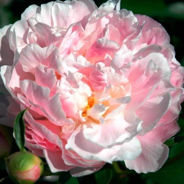 Пион Катарина Фонтейн 1шт