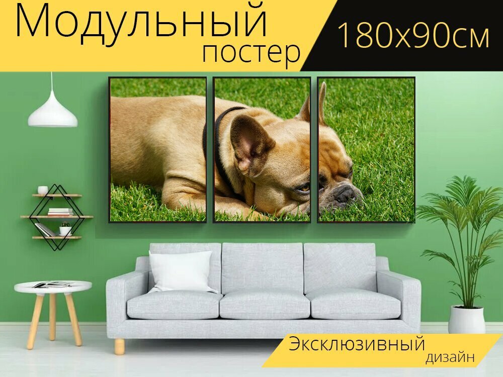 Модульный постер "Французский бульдог, собака, милый" 180 x 90 см. для интерьера