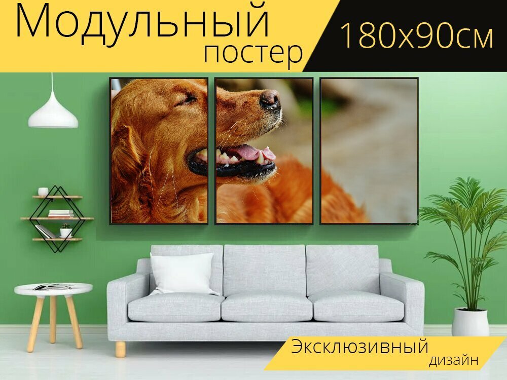 Модульный постер "Ирландский сеттер, собака, шерсть" 180 x 90 см. для интерьера