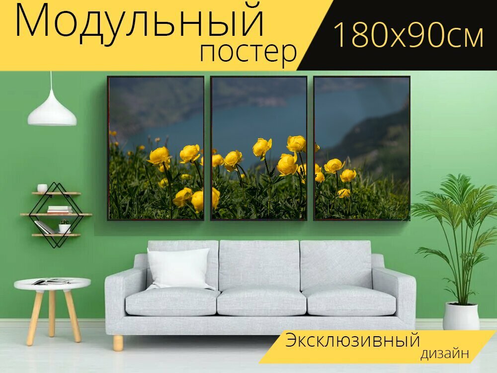 Модульный постер "Купальница, желтый, горный цветок" 180 x 90 см. для интерьера