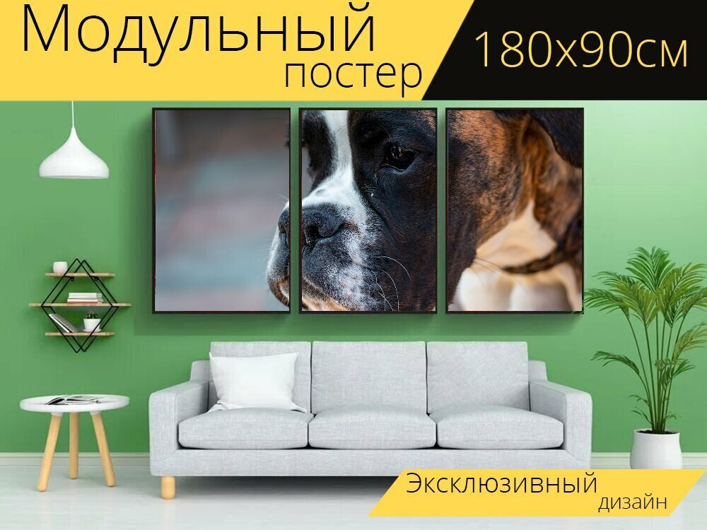 Модульный постер "Немецкий боксер, собака, боксер" 180 x 90 см. для интерьера