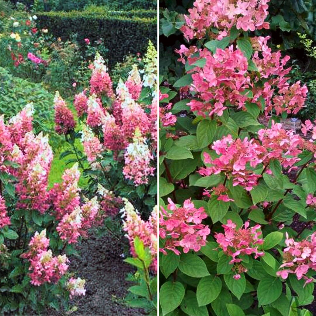 Amazon.com: Hydrangea Paniculata