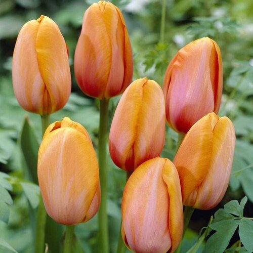 Тюльпан Дордоне (3 луковицы). Holland Bulbs (Голландия).