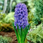 Гиацинт Блю Джекет (2 луковицы). Holland Bulbs (Голландия). - изображение