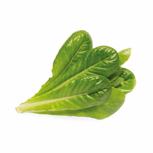 Click And Grow Комплект картриджей Click And Grow Romaine Lettuce 3 шт. для умного сада Click And Grow римский салат