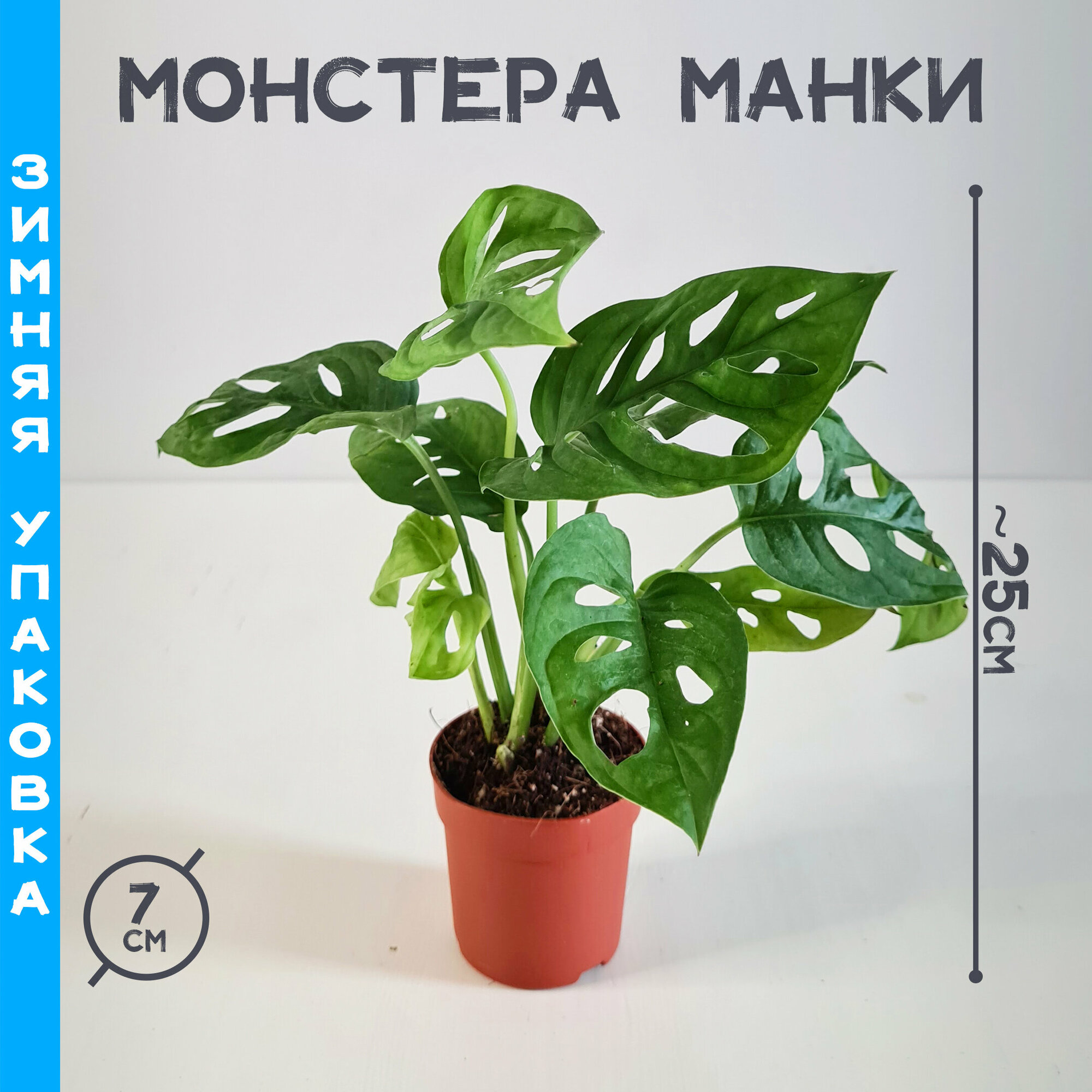 фото Монстера Манки 7/~25, живое комнатное растение в горшке