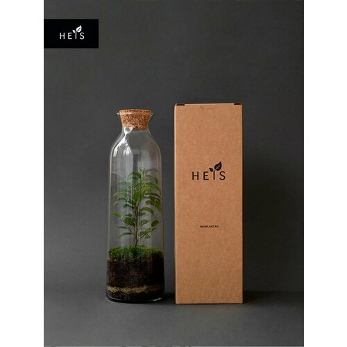 Флорариум стеклянный / экосистемы HEIS / Фикус Бенджамина Classic S Long