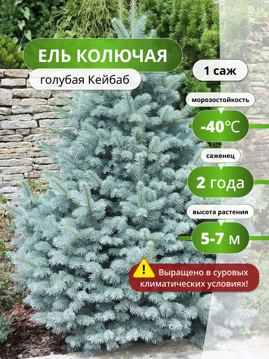 Ель колючая голубая Кейбаб, саженец ели, цвет голубой, морозостойкие, многолетник