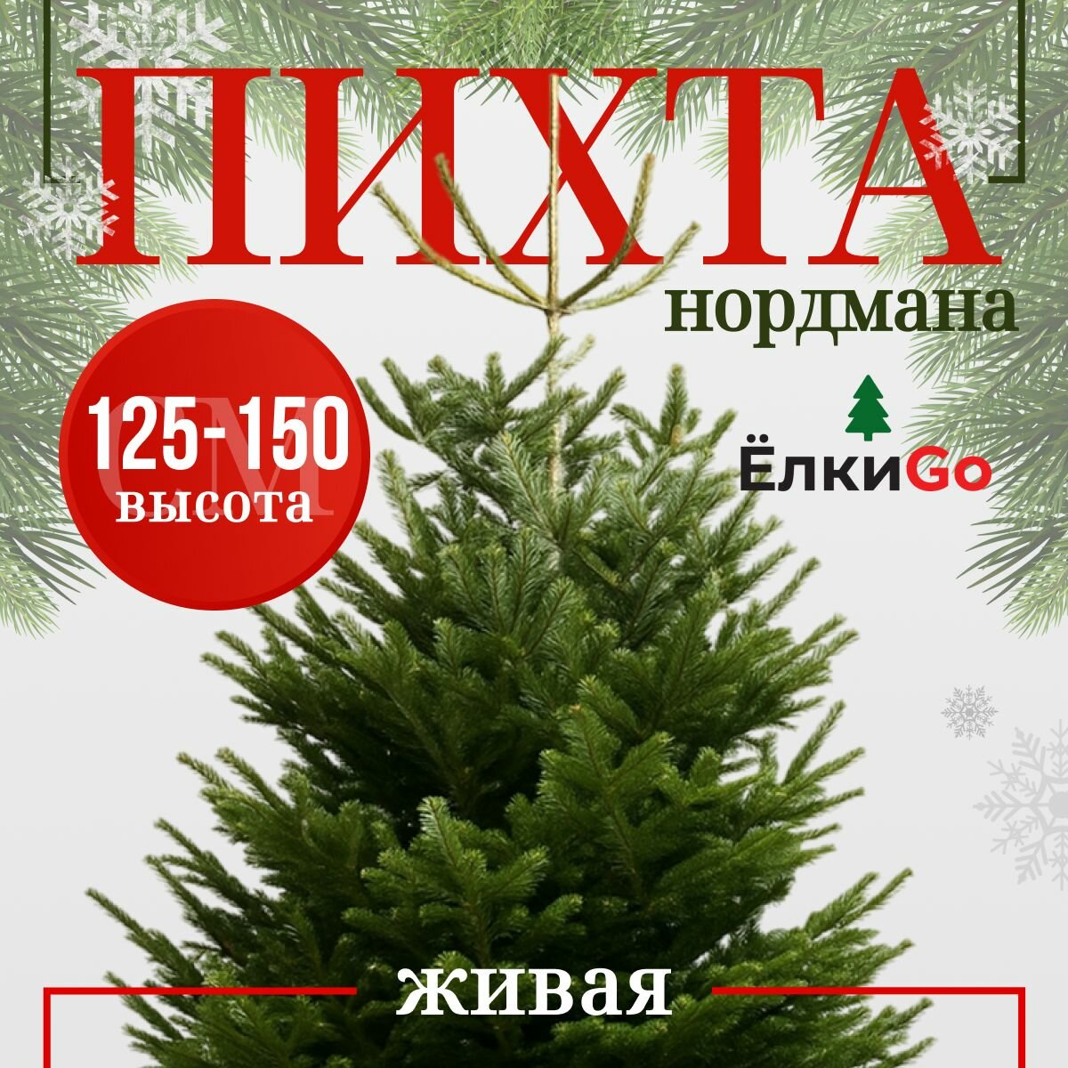 Пихта Нордмана Датская новогодняя срезанная 125-150см