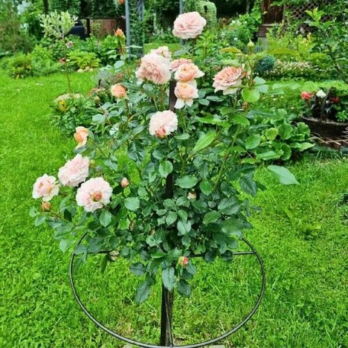 Роза Штамбовая Пастелла (1 саженец). Szkolka roslin A.M (Польша) роза бургунд на штамбе 110см